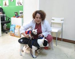 Áncora Veterinarios veterinaria con perro
